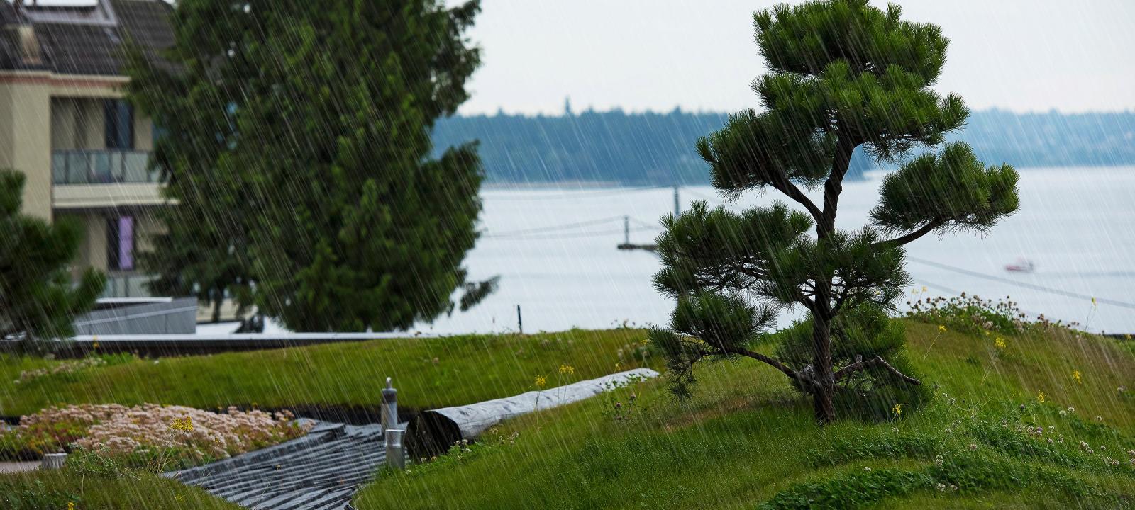 Roof garden during rainfall